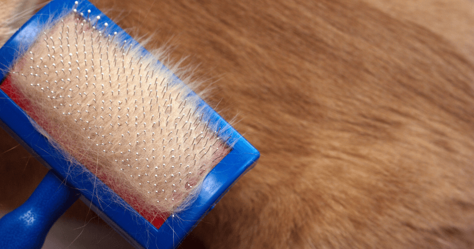 remove pet hair from carpets