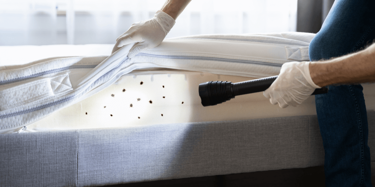 cleaning of mattress with bugs