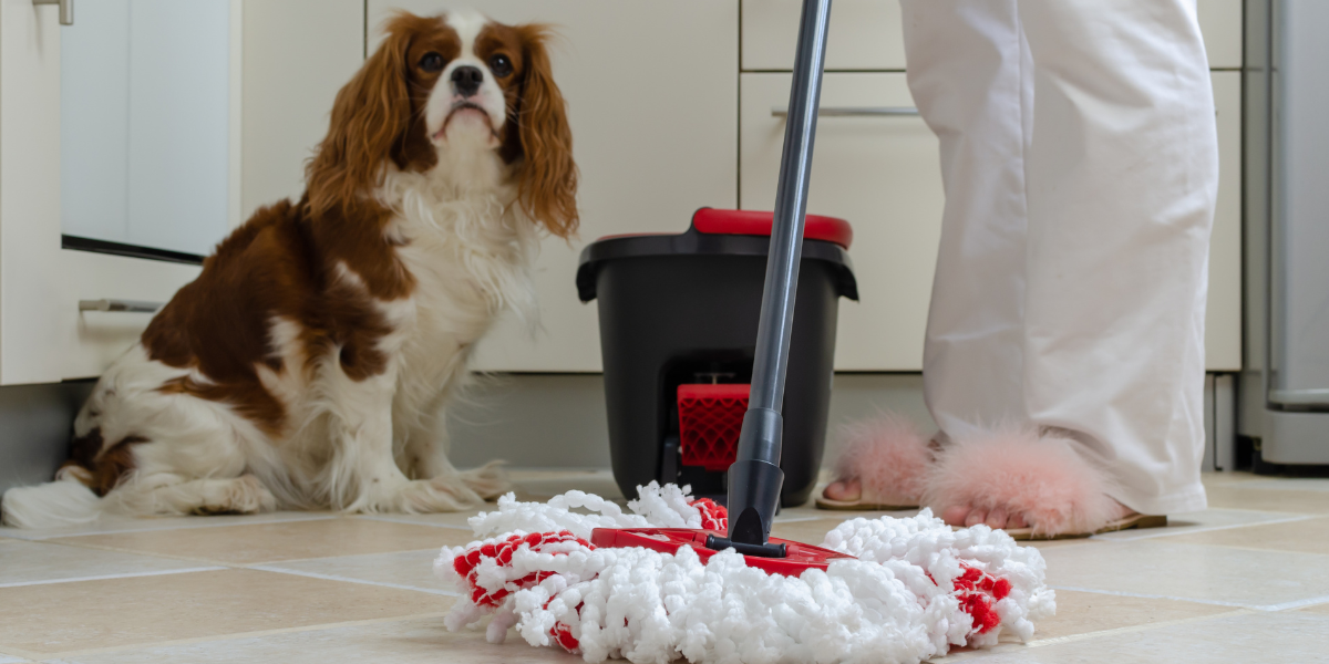 housekeeper clean a kitchen floor with mop and a dog stand next to her